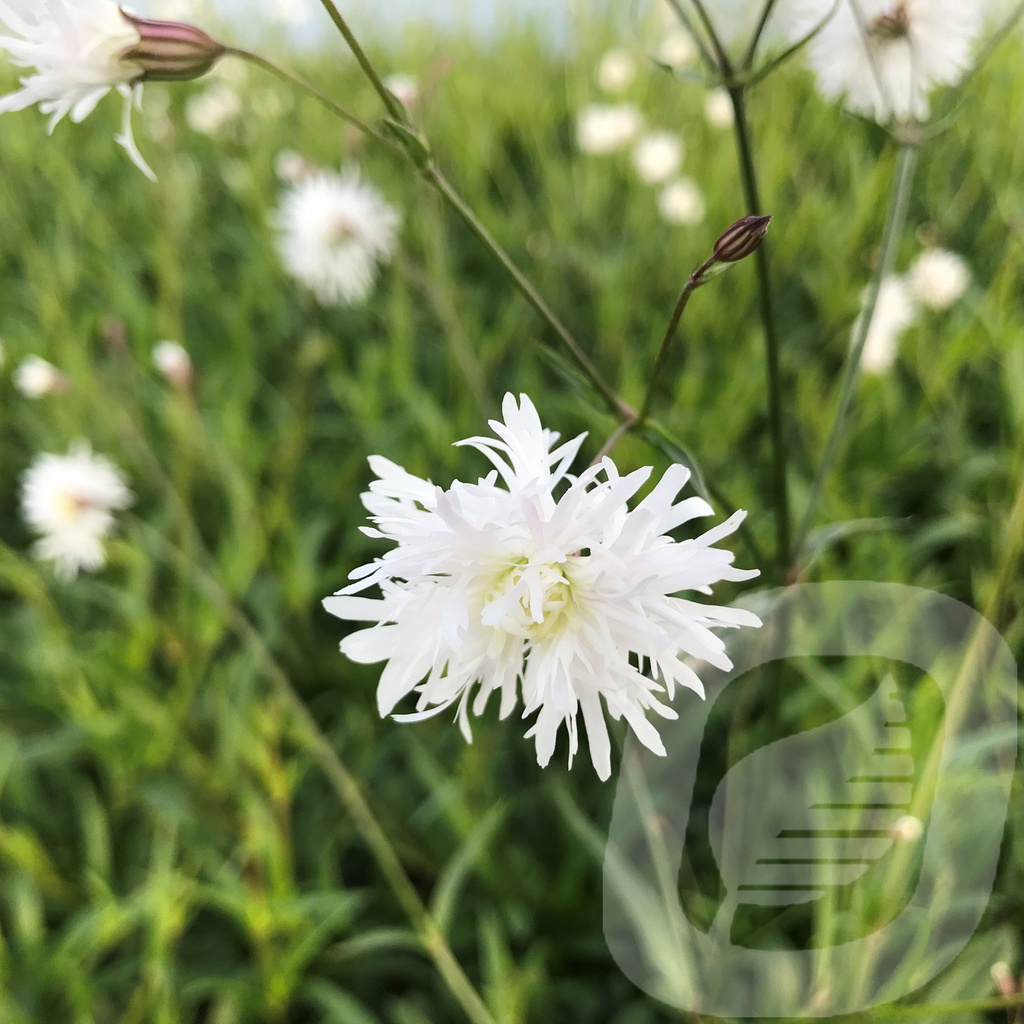 Lychnis 'Petit Henri'®