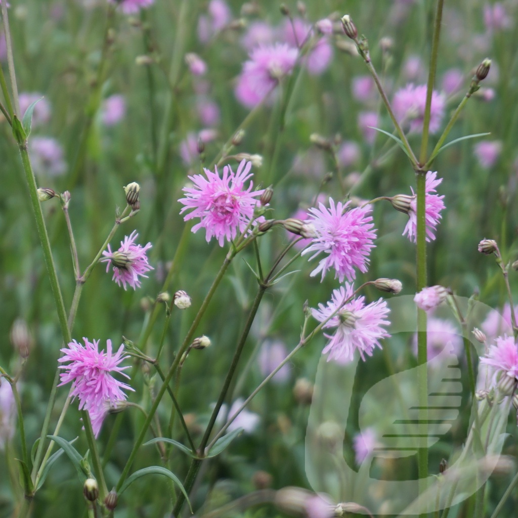 Lychnis 'Jenny'®