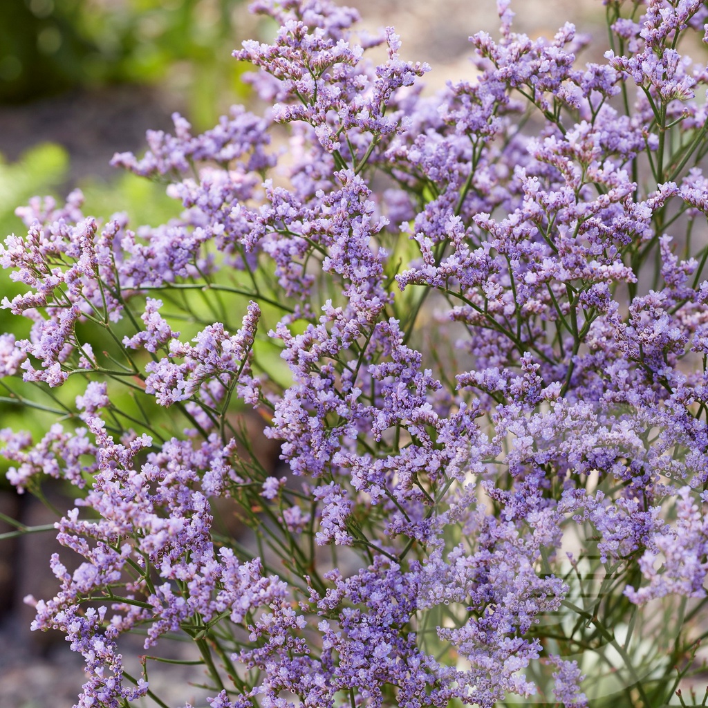 Limonium 'Dazzle Rocks'