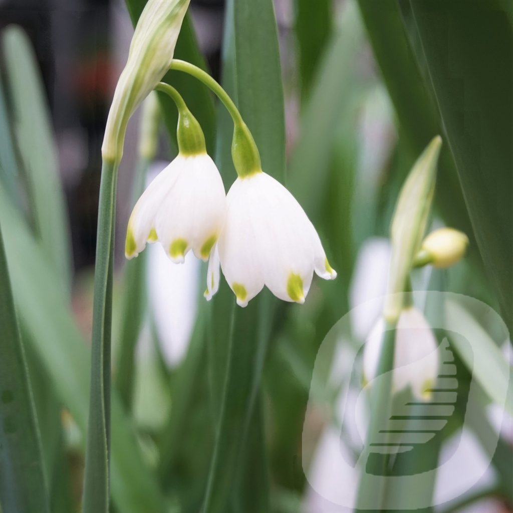 Leucojum aestivum 'Gravetye Giant'