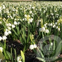 Leucojum aestivum 'Gravetye Giant'