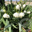 Leucojum aestivum 'Gravetye Giant'