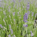 Lavandula ang. 'Munstead'