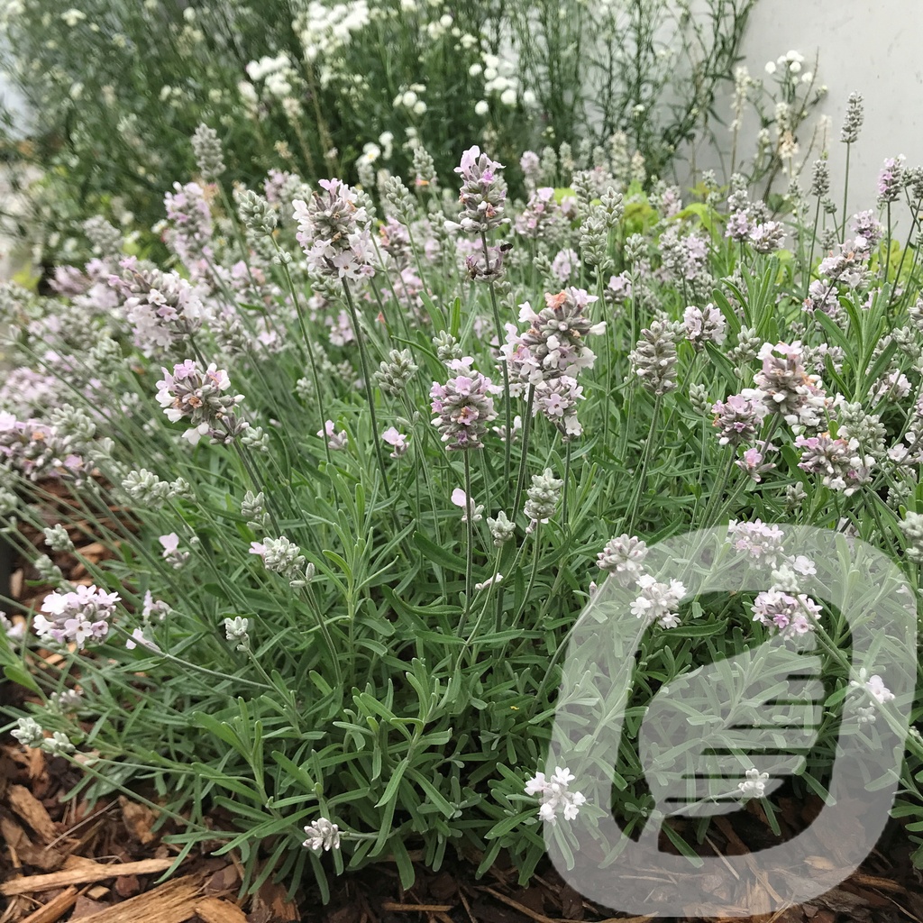 Lavandula ang. 'Lamorosia White'®