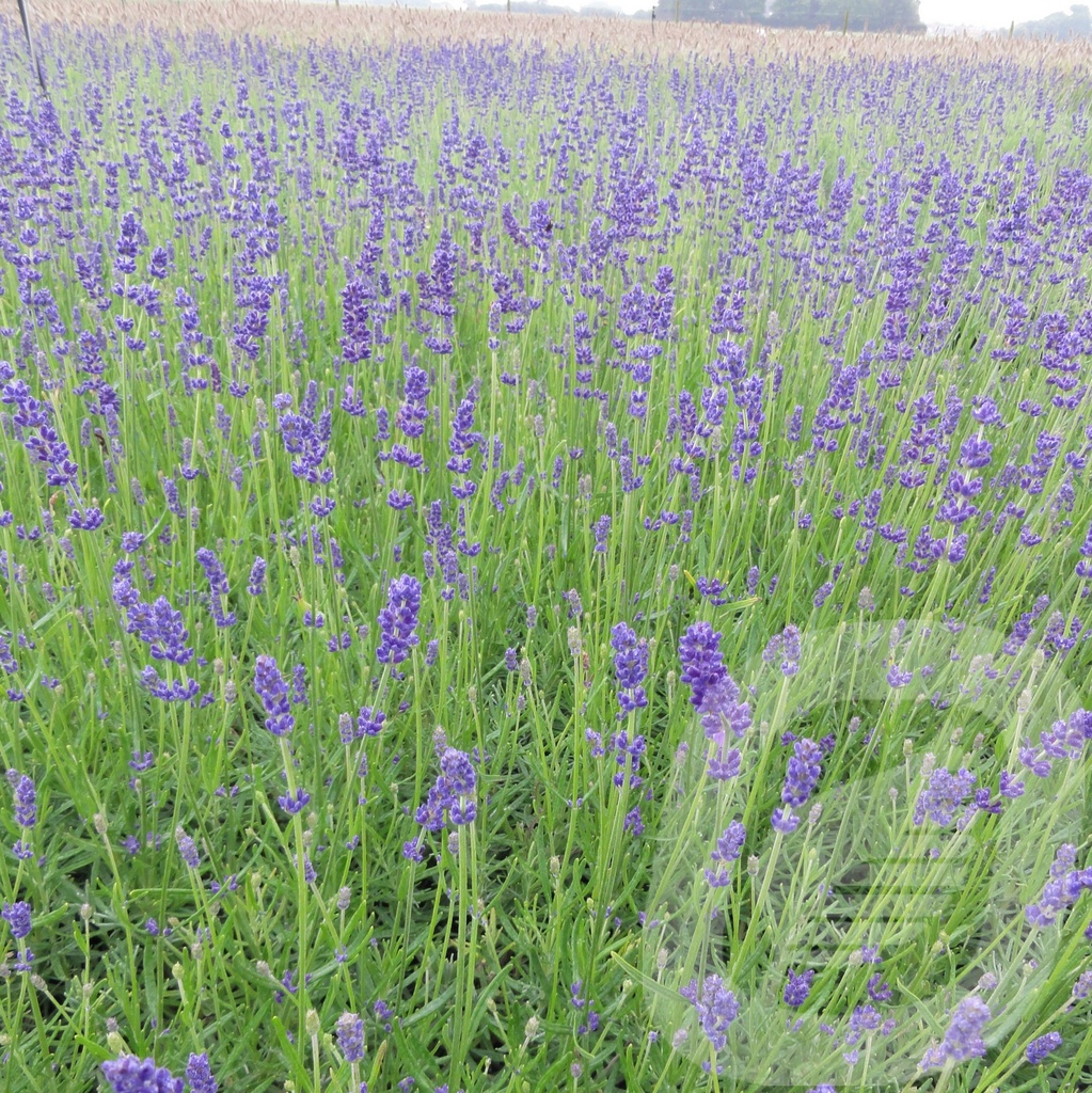 Lavandula ang. 'Hidcote'