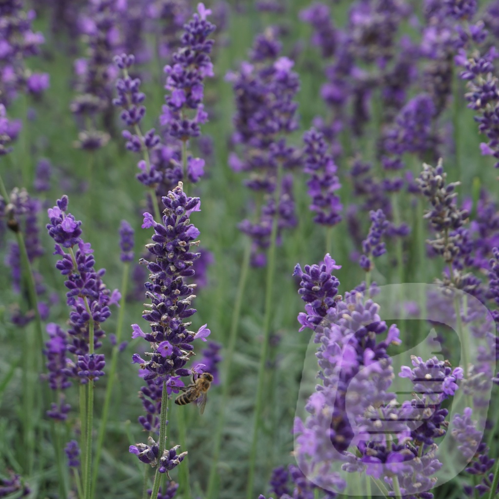 Lavandula ang. 'Hidcote'