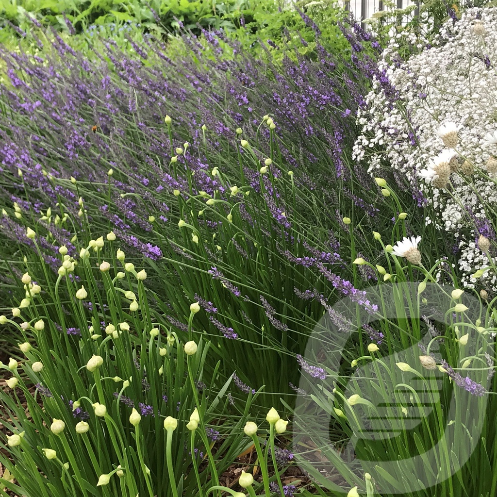 Lavandula int. 'Grosso'