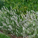 Lavandula ang. 'Edelweiss'