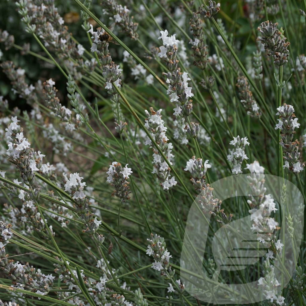 Lavandula ang. 'Edelweiss'