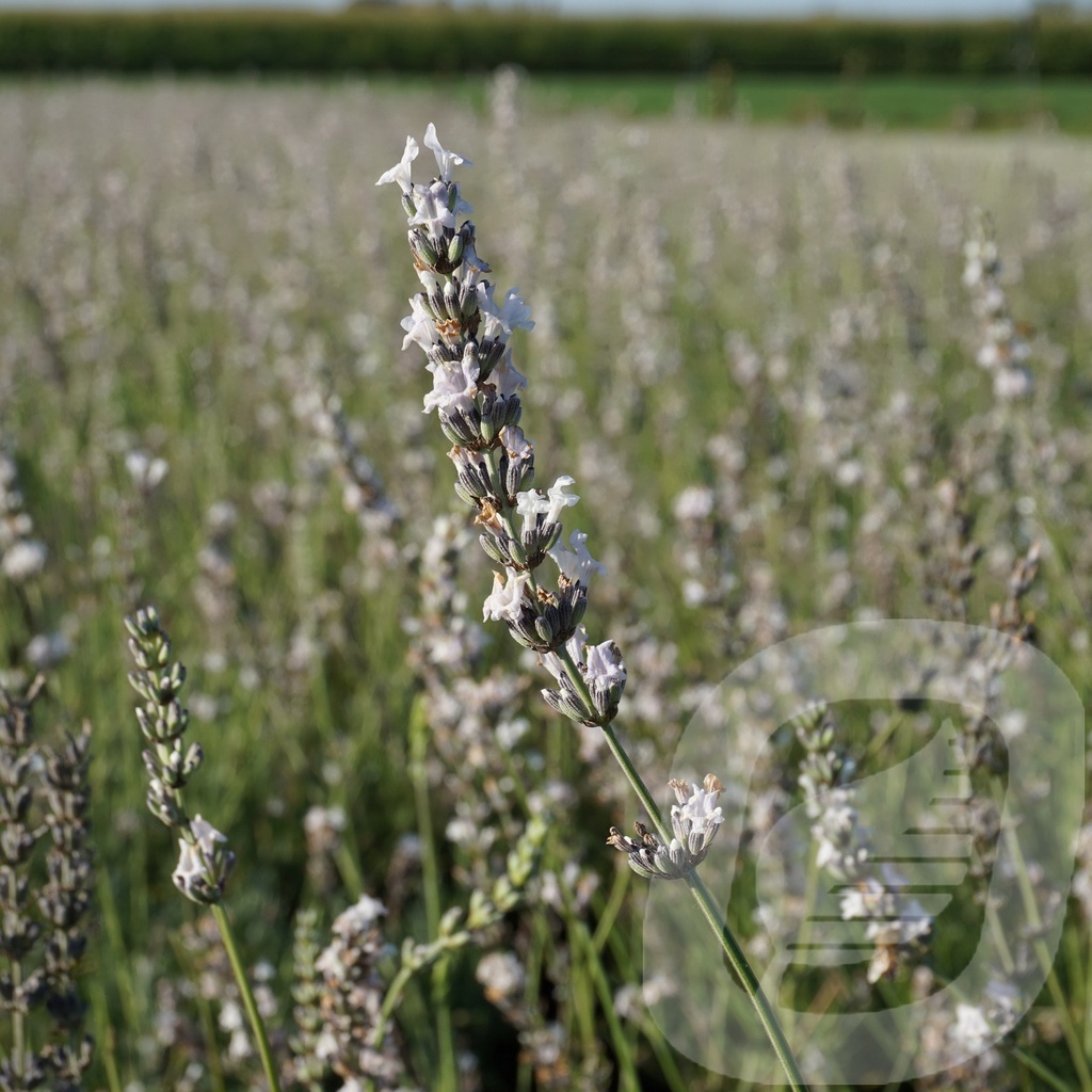 Lavandula ang. 'Edelweiss'