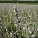 Lavandula ang. 'Edelweiss'