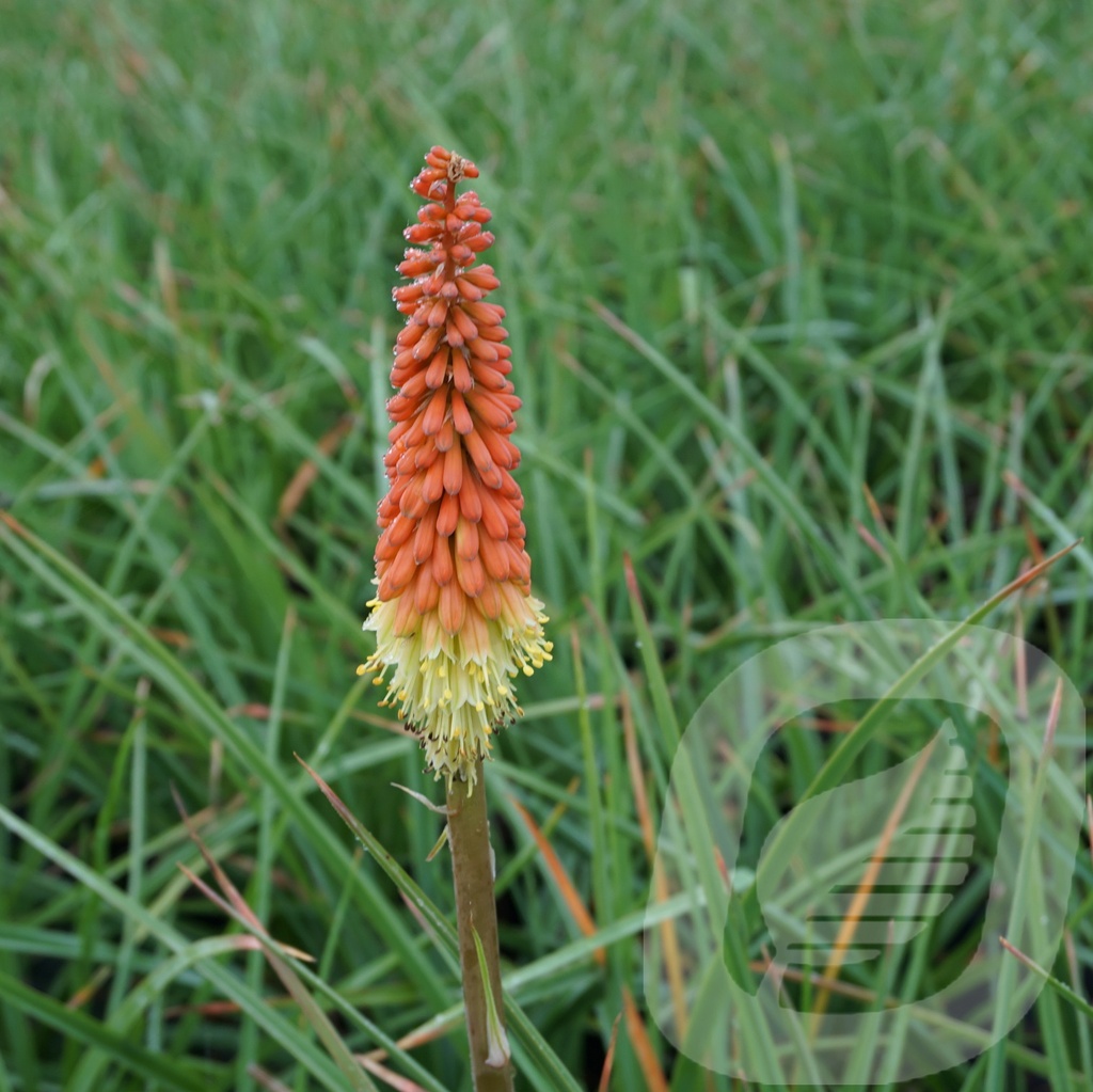 Kniphofia uvaria 'Royal Castle'