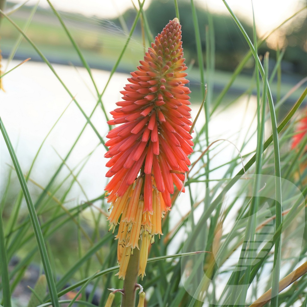 Kniphofia 'Papaya Popsicle'®