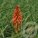 Kniphofia 'Papaya Popsicle'®