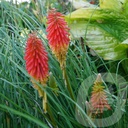 Kniphofia 'Papaya Popsicle'®