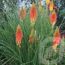 Kniphofia 'Papaya Popsicle'®