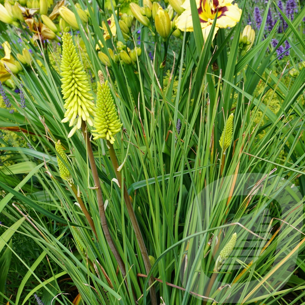 Kniphofia 'Pinapple Popsicle'®