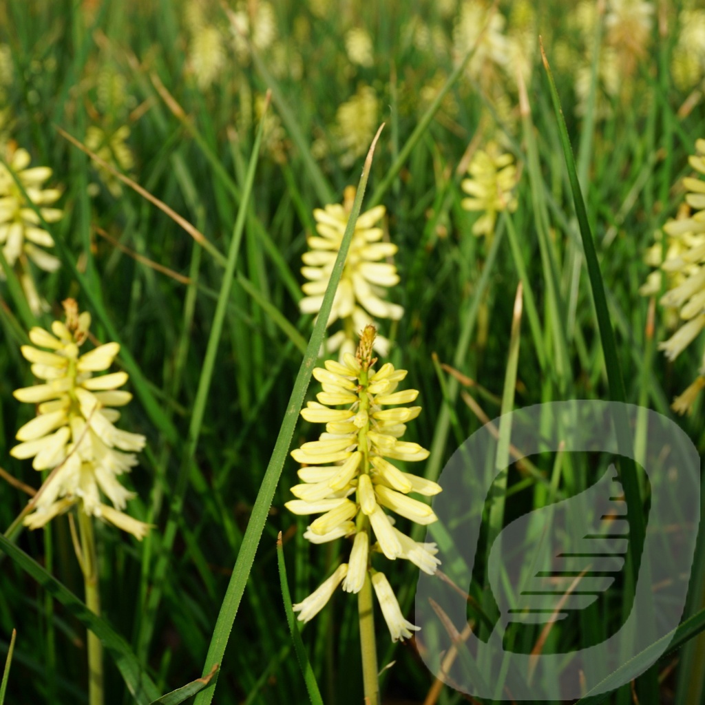 Kniphofia 'Pinapple Popsicle'®