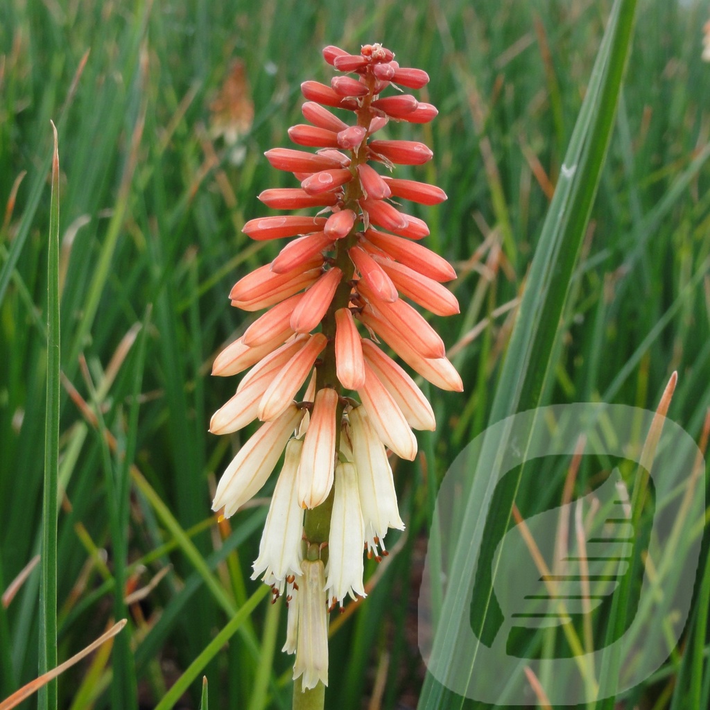 Kniphofia 'Orange Vanilla Popsicle'®