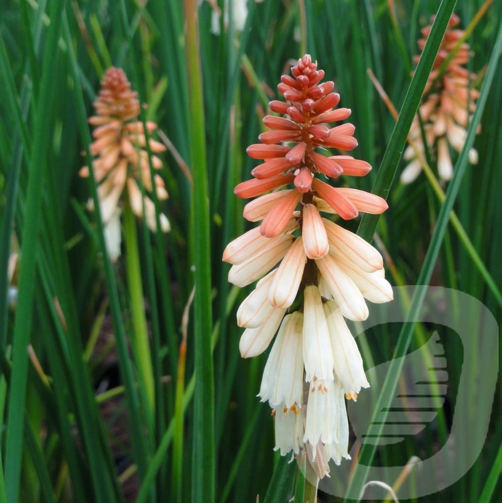 Kniphofia 'Orange Vanilla Popsicle'®