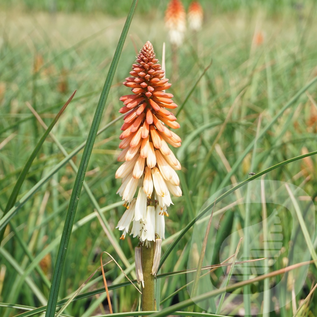 Kniphofia 'Orange Vanilla Popsicle'®