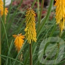 Kniphofia 'Mango Popsicle'®