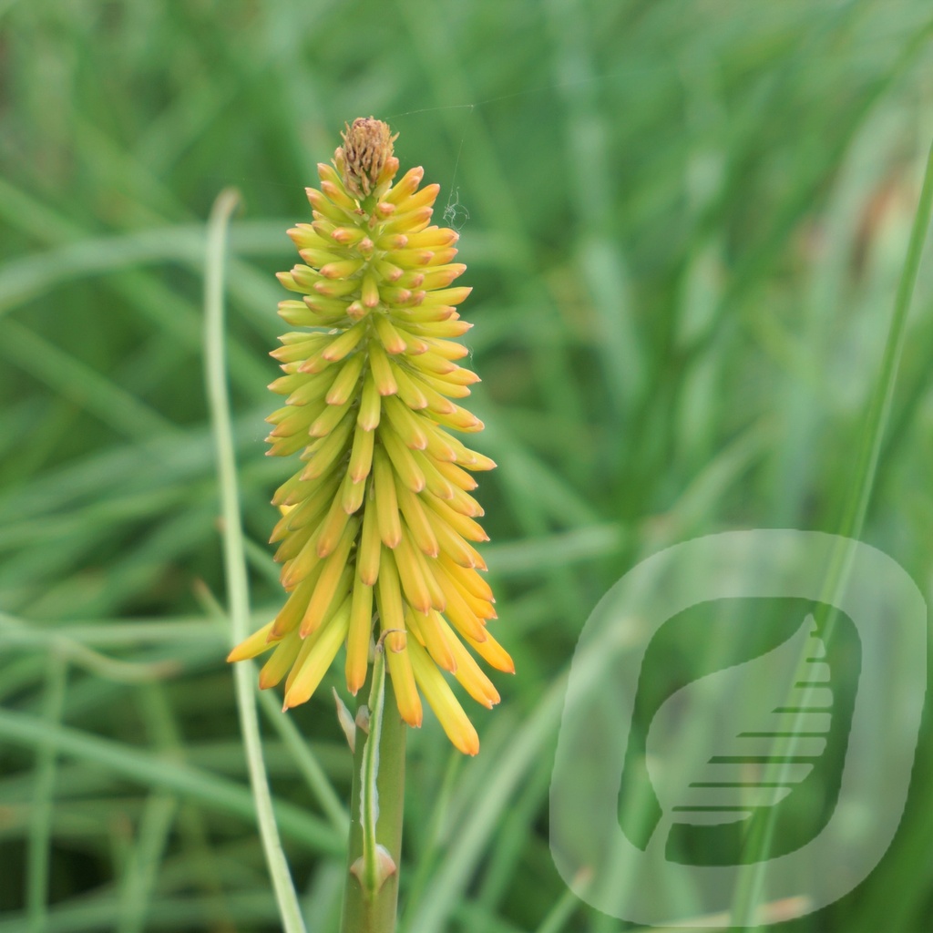 Kniphofia 'Mango Popsicle'®