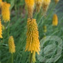 Kniphofia 'Mango Popsicle'®