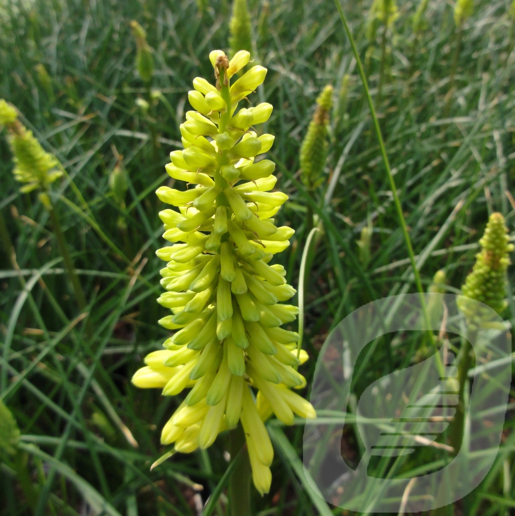 Kniphofia 'Lemon Popsicle'®