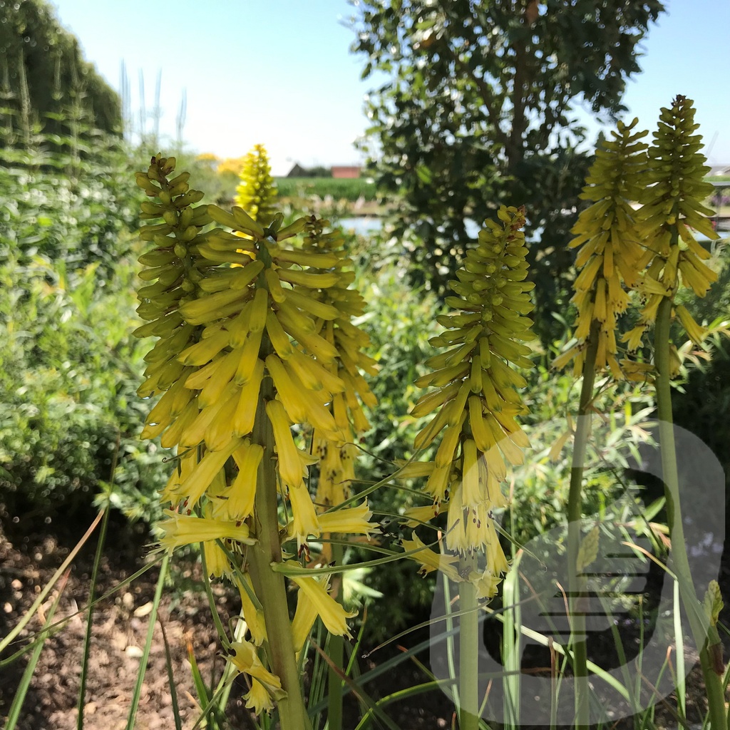 Kniphofia 'Lemon Popsicle'®