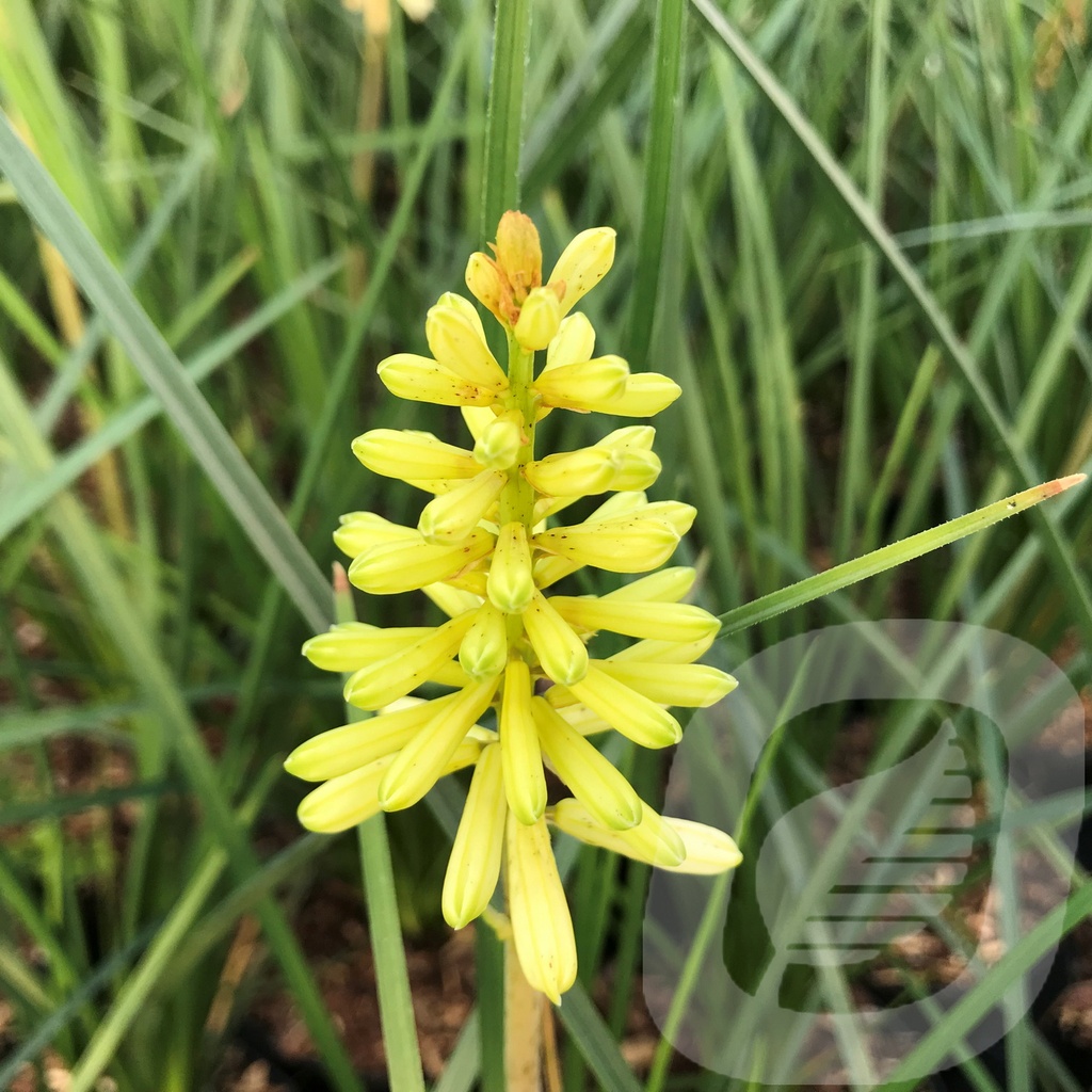 Kniphofia 'Lemon Popsicle'®