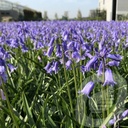 Hyacinthoides 'English Bluebells'