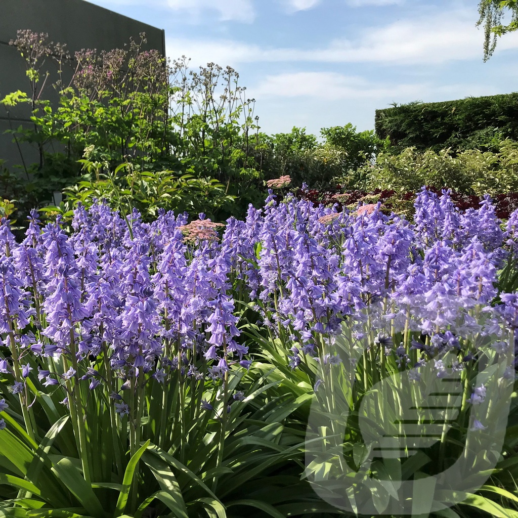 Hyacinthoides hisp. 'Dark Excelsior'