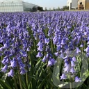 Hyacinthoides hisp. 'Dark Excelsior'