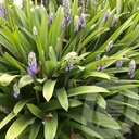 Hyacinthoides hisp. 'Dark Excelsior'