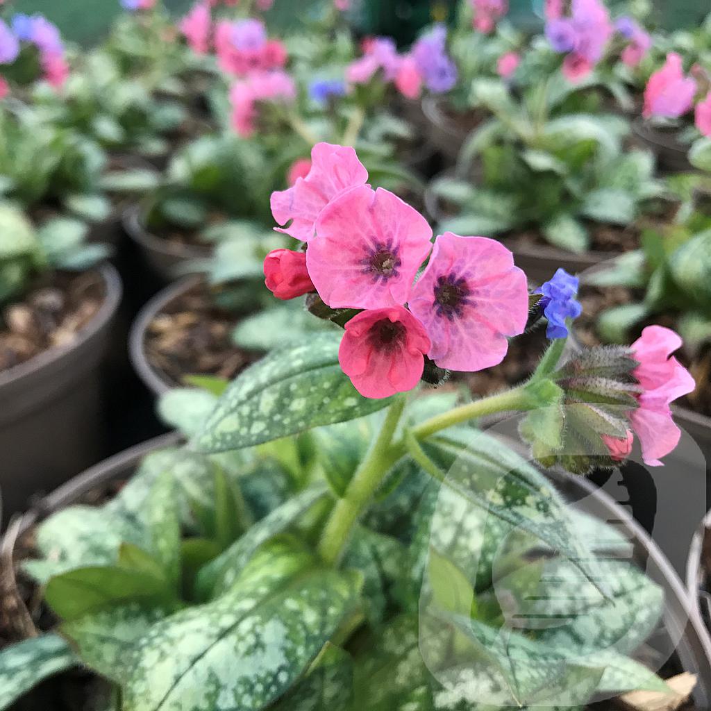 Pulmonaria 'Pretty in Pink'®