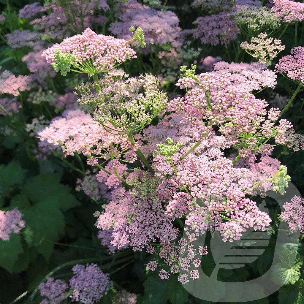 Pimpinella major 'Rosea'