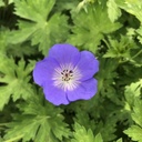 Geranium 'Bloom Me Away'®