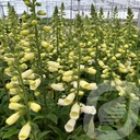 Digitalis Lucas ™ 'White'