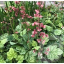 Heuchera 'Berry Timeless'®