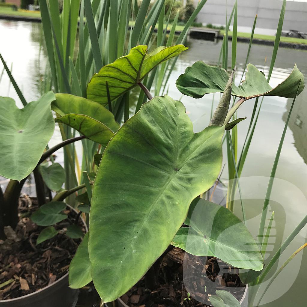 Colocasia 'Metallica'