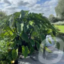 Colocasia 'Metallica'