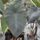 Colocasia 'Black Magic'