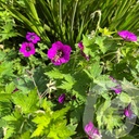 Geranium 'Ann Thomson'