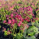 Astrantia 'Ruby Wedding'