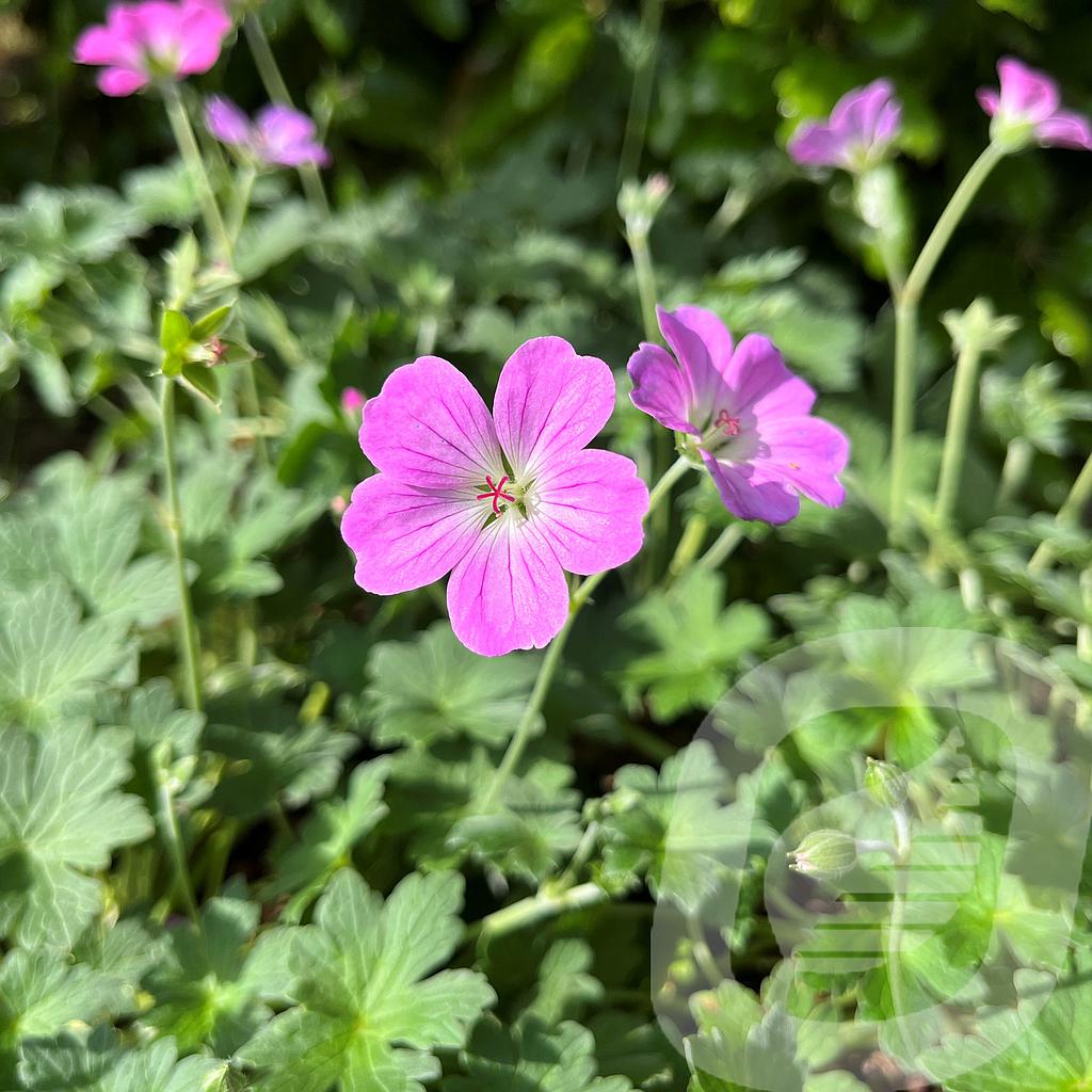 [GERMSIMP-C2] Geranium 'Mavis Simpson'