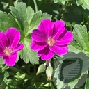 Geranium 'Russel Prichard'