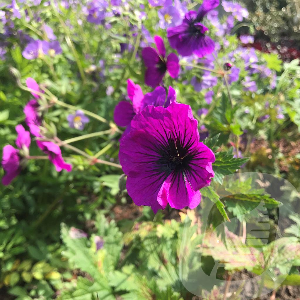 [GERDHEAR-C2] Geranium 'Dragon Heart'®