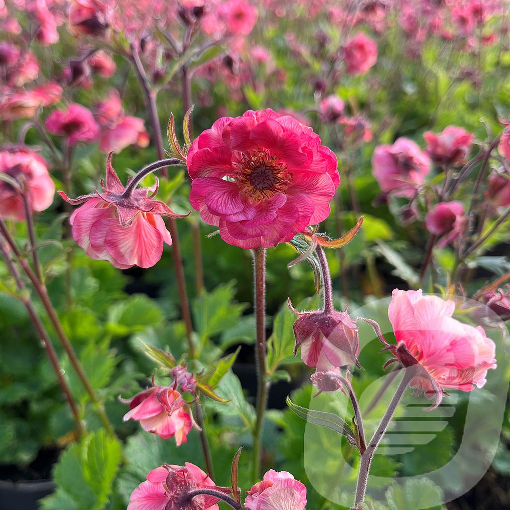 Geum 'Tempo™Rose'®