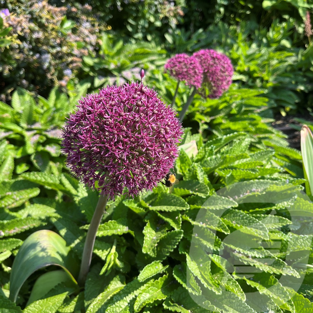 Allium 'Ostara'